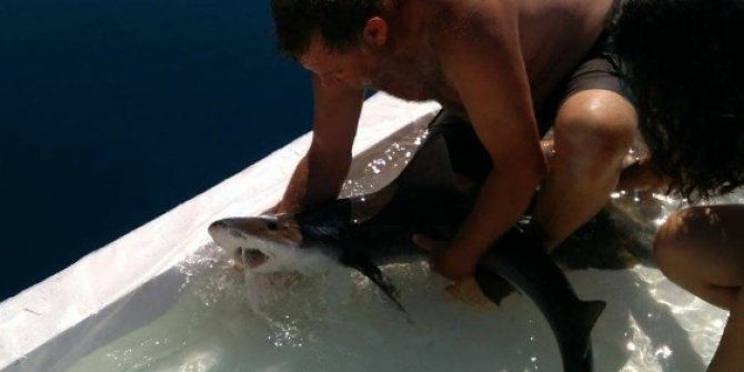 Turizme hizmet eden köpek balıkları salıverildi