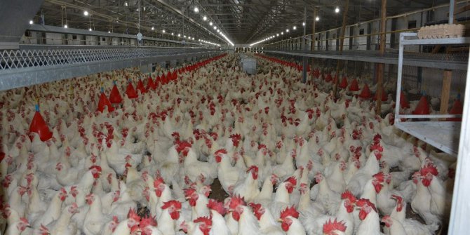 Gezen tavuk uyarısı