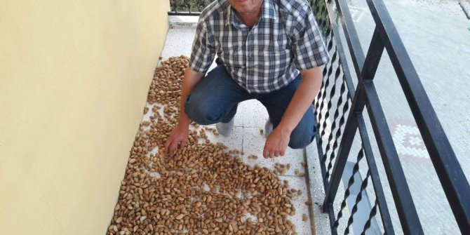 Şaphane’de badem bereketi