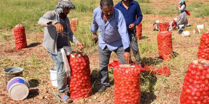 Soğanın tarladaki fiyatı 30 kuruşa düştü