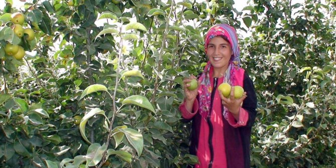 Konya’da çiftçinin yeni umudu ‘Japon armudu’