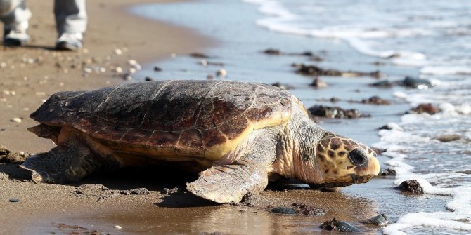 Ergene: “Deniz kaplumbağalarını insanlar saldırganlaştırıyor”