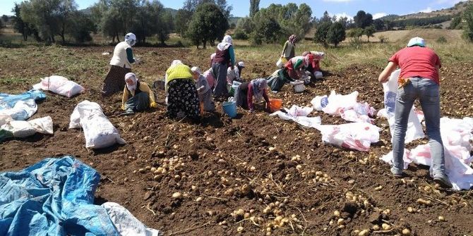 Türkiye’nin İlk “Beyaz Patates” Hasadı Yapılacak