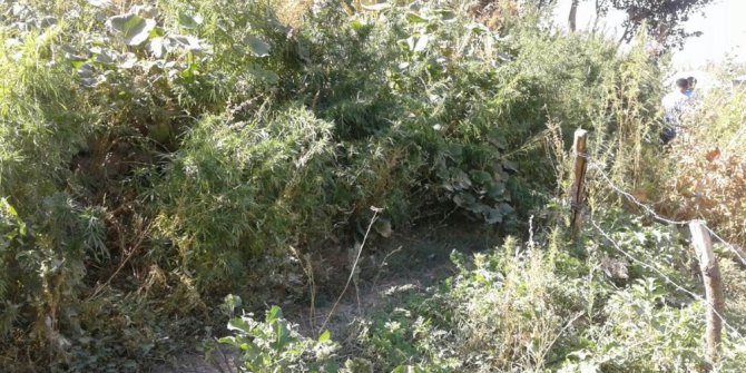 Yüksekova’da 2 bin 315 kök kenevir ele geçirildi