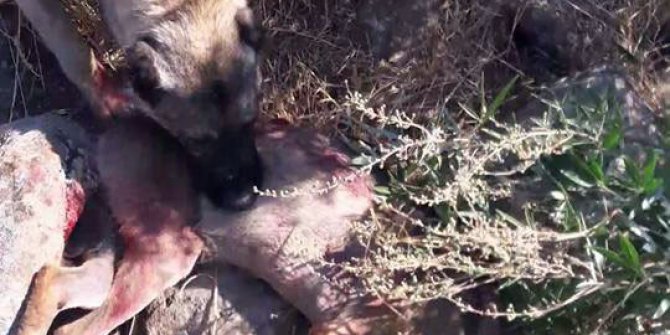 Sürüye saldırmak isteyen kurt öldürüldü