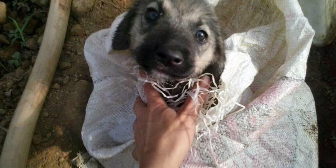 Yavru köpeği çuvala koyup üzerini meyve kasasıyla kapatıp ölüme terk ettiler