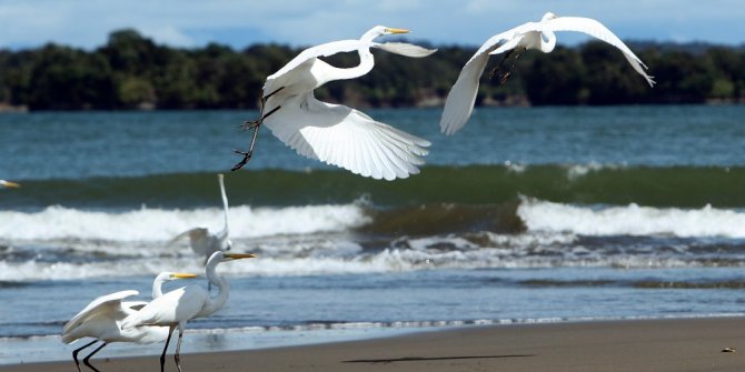 Kolombiya pasifik kıyısında 4.5 milyon hektarlık alanı koruma altına aldı