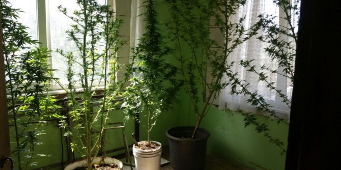 Evinin odasını kenevir yetiştirmeye ayırmış