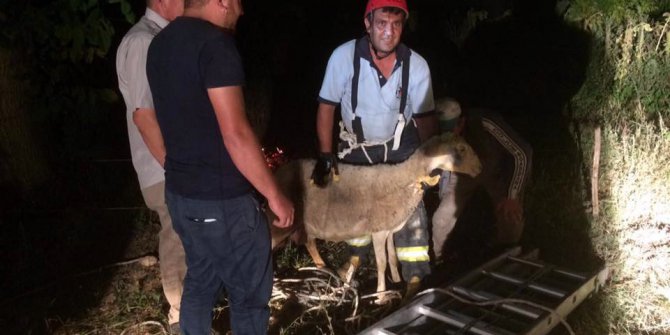 Kuyuya düşen koyunun imdadına itfaiye yetişti