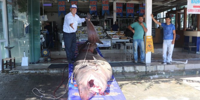 1 ton 200 kiloluk köpekbalığı yakalandı