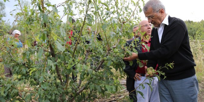 Başkan Tarhan’dan şeftali üreticisine destek