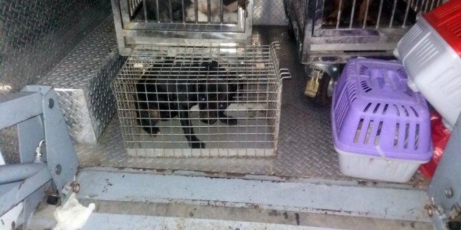 Pitbull’un kulübesinde de uyuşturucu madde saklaşımlar