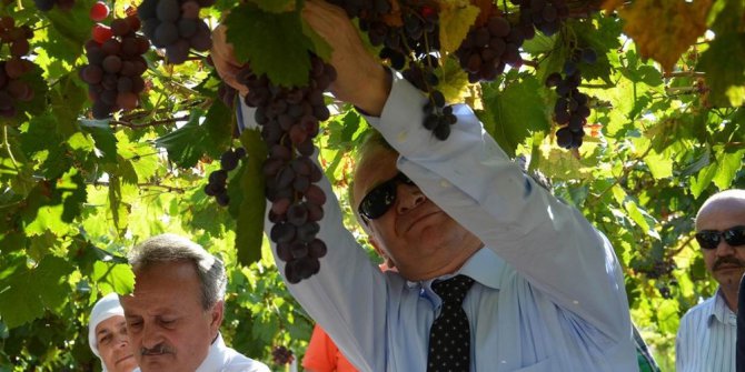 Vali Ceylan üzüm topladı