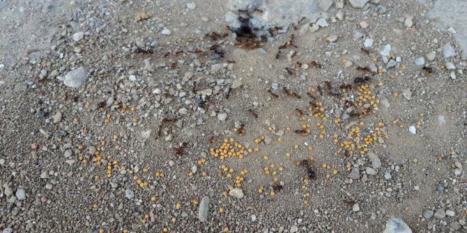 Karıncalar akıllı ve yardımsever çıktı