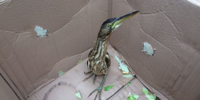 Konya’da otomobilinin kaportasında Hint Gölet Balıkçıl kuş bulundu