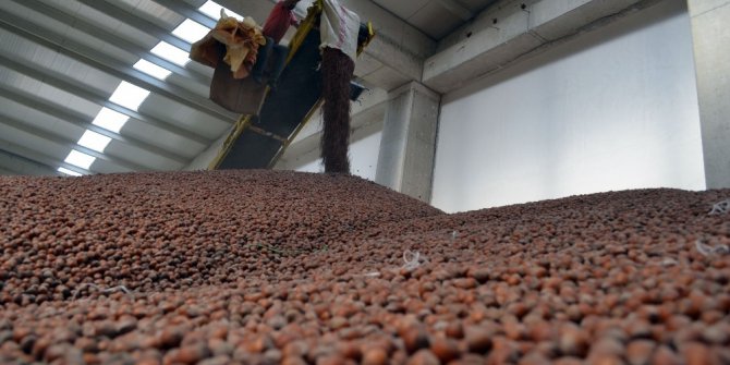 TMO tüm fındığa talip oldu