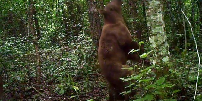 Karabük’te yaban hayatı fotokapanla görüntülendi
