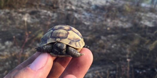 Yavru kaplumbağayı yanmaktan son anda kurtardılar
