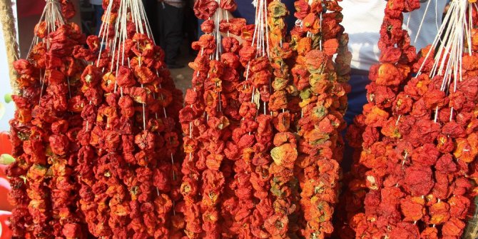 İsot festivali tarlada hasat ile başladı