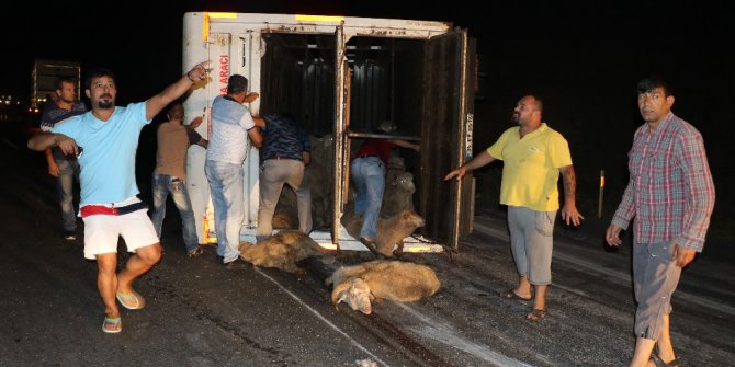 Hayvan yüklü kamyonda can pazarı yaşandı