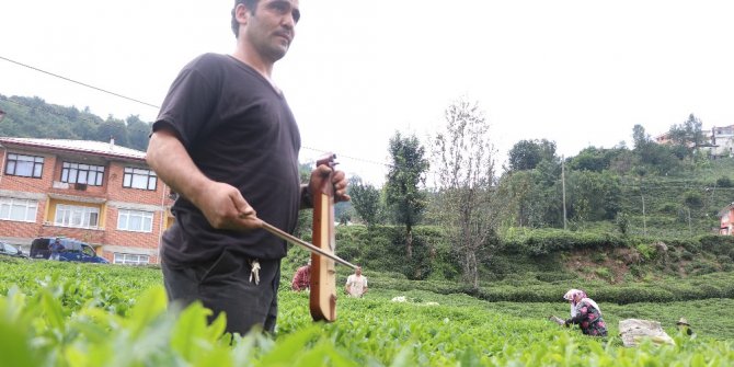 Çay toplayan Gürcü işçileri kemençe ile motive ediyor