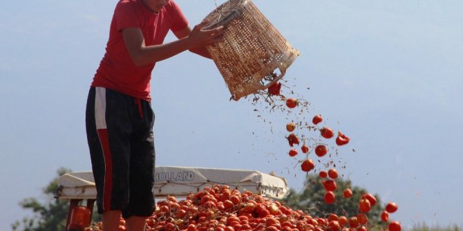 Rusya’nın domates açıklaması üreticiyi umutlandırdı