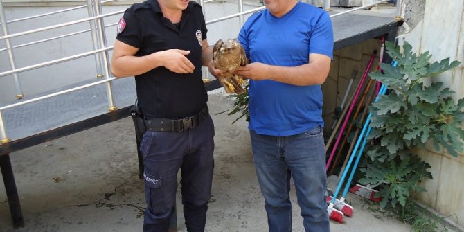 Şahin yavrusu koruma altına alındı