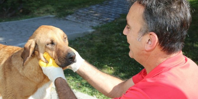 Odunpazarı Belediyesi sokak hayvanlarına aşılama yaptı