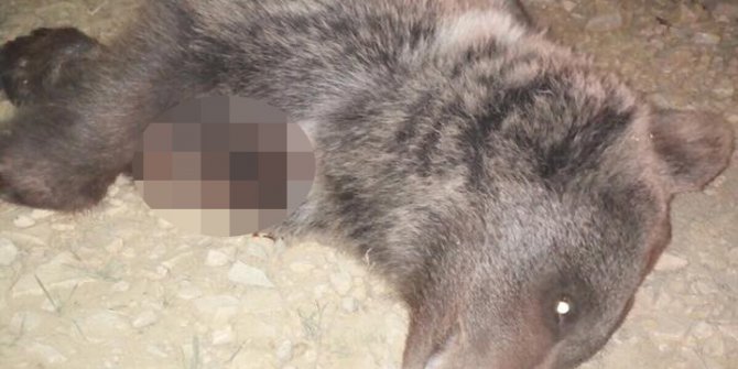 Yavru ayıyı silahla vurarak öldürdüler