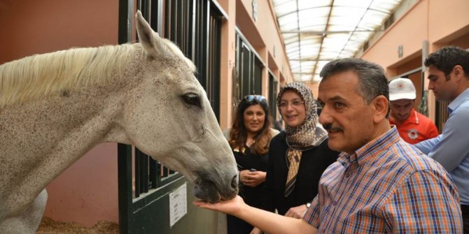 Vali Kaymak, Büyükşehir Belediyesi Atlı Spor Tesislerini gezdi