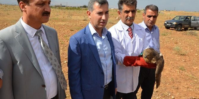 Dünyanın En Hızlı Kuşu Tedavi Edildi