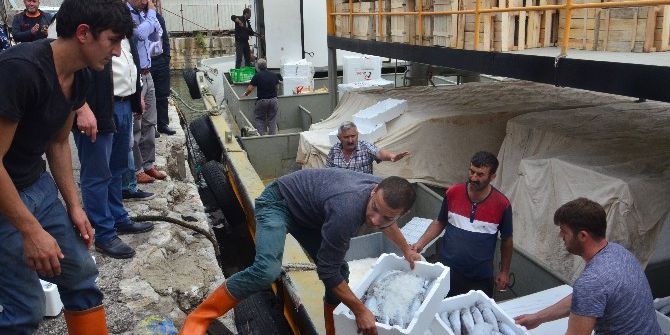 Zonguldak’ta Palamut Bereketi