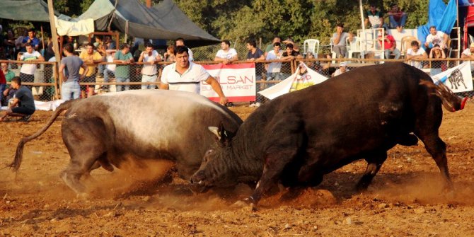 Kötekli Arenası’nın Baş boğası Şımarık