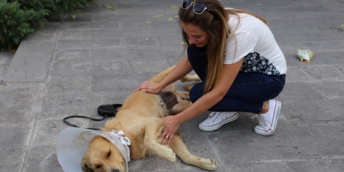 Sokakta bulduğu köpeğin ameliyatı için sponsor arıyor