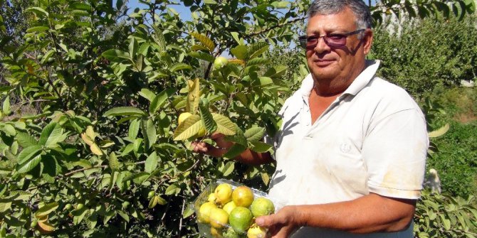 Kansere karşı yerli üretim guava