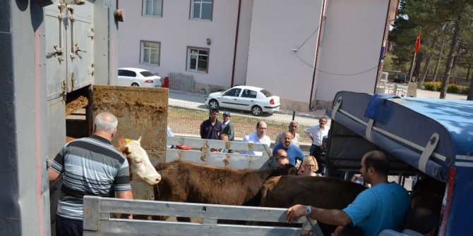 Suşehri’nde genç çiftçilere dana dağıtıldı