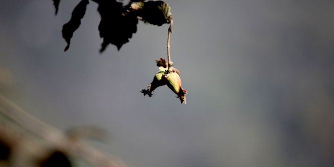 "Hırsız dahi artık çalmıyor" deyip fındık toplamaya Eylül ortasında başladılar
