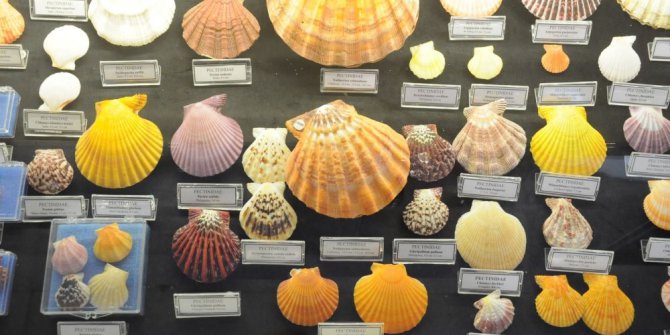 Hasan Güleşçi koleksiyonunu Bodrum Deniz Müzesi’ne bağışladı