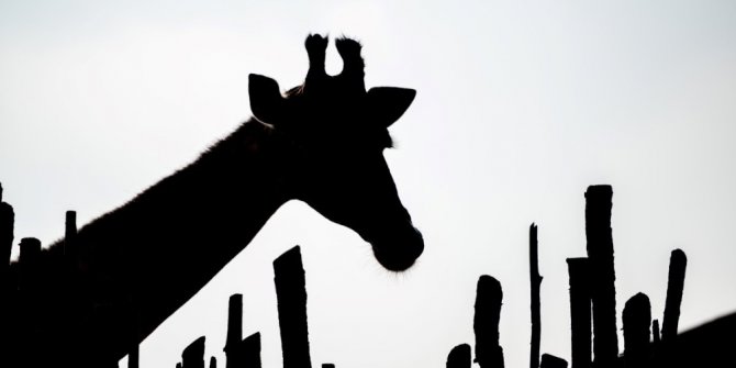 Fotoğraf düşkünleri için doğal yaşam yarışması