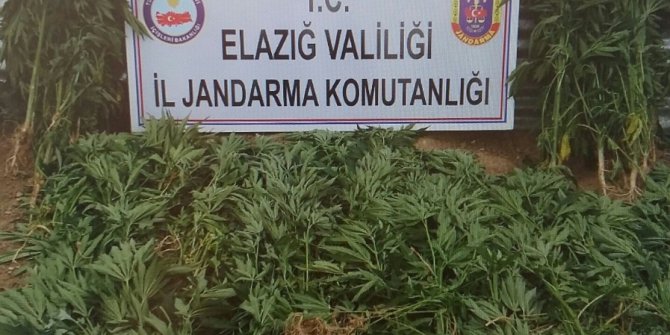 Jandarmadan uyuşturucu ile mücadele