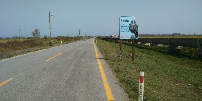 Leylek yuvaları çalındı