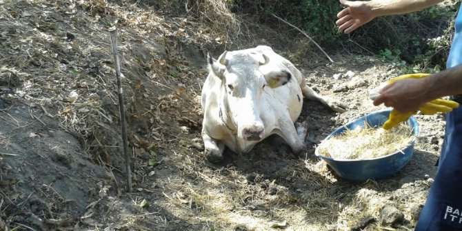 Uçurumdan yuvarlanan inek ayağa kaldırılamadı