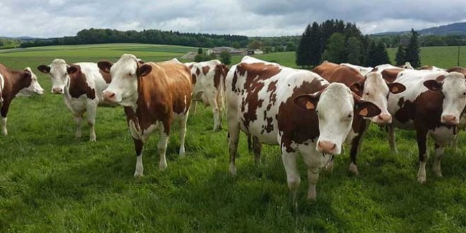 30 Hibeli Düve Alım Desteği Başvuruları Başladı