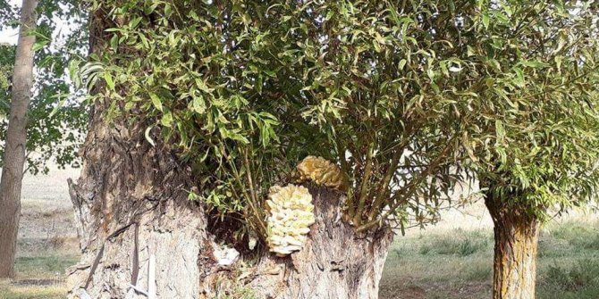 Asırlık söğüt ağaçlarında mantar