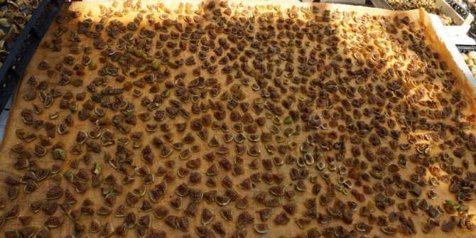 Aydın’da incir cipsi ilgi görüyor