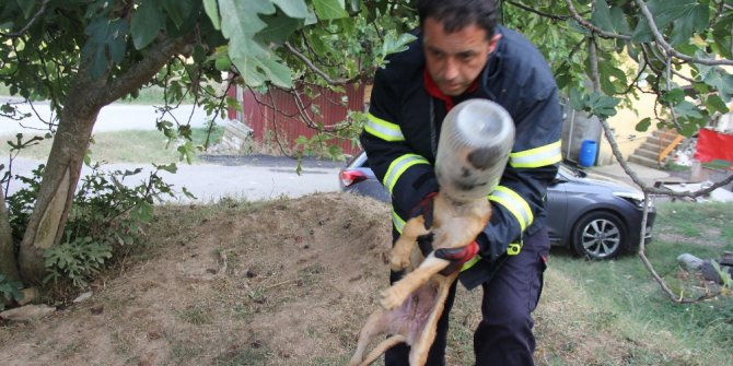 Kafasını turşu bidonuna sıkıştıran köpeğe itfaiye yardımı
