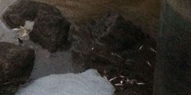 İslahiye’de Sulama Kanalında Balıklar Kıyıya Vurdu