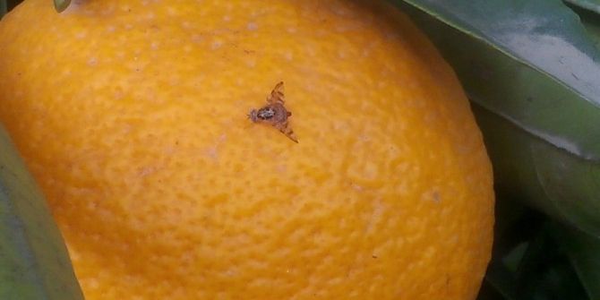 Turunçgilde Akdeniz Meyve Sineği Mücadelesi Başladı