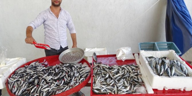 Balık tezgahları şenlendi