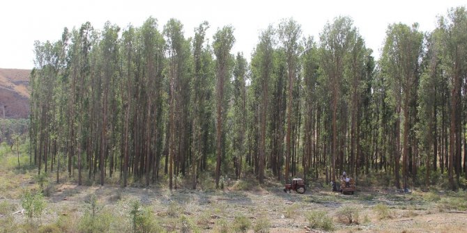 Dedeler ekiyor torunlar biçiyor.